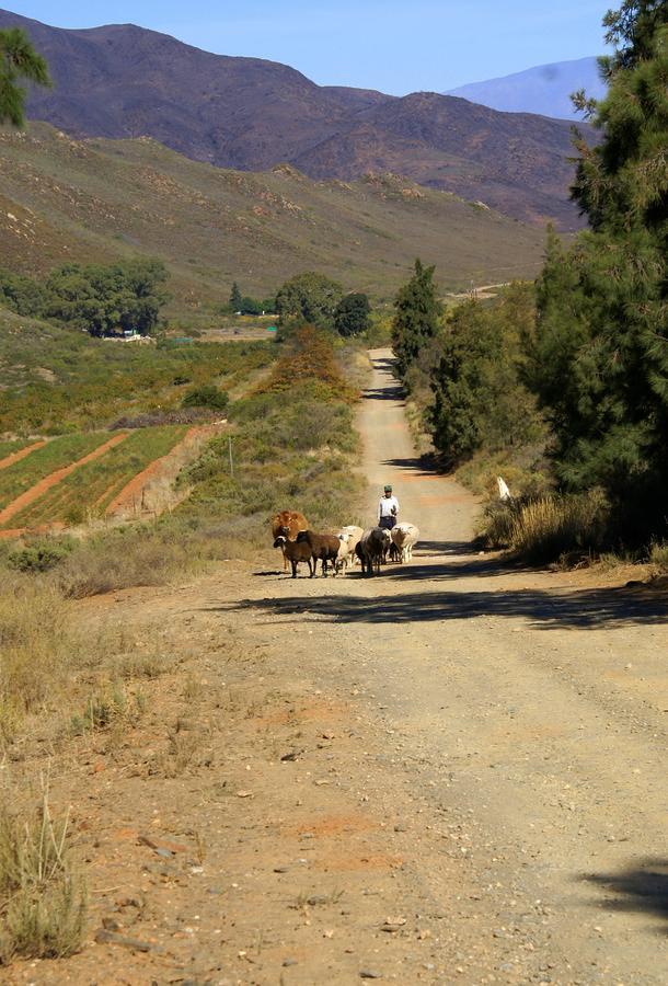 Tierhoek Cottages Robertson Bagian luar foto